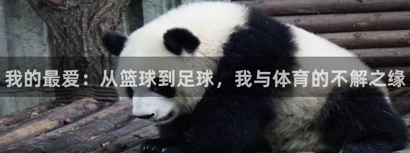 凯发官网下载平台APP：我的最爱：从篮球到足球，我与
