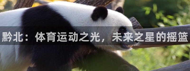 凯发官网下载招商电话：黔北：体育运动之光，未来之星的